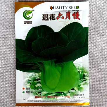 迟花六月慢青梗菜种子耐寒耐抽苔抗病叶色浓绿