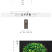 茶农铁观音直销