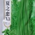 绿领夏之恋X3X4豆角种子豇豆种籽耐热夏季长豆角肉厚翠绿