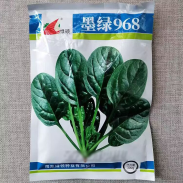 绿领墨绿968菠菜种子肉厚椭圆深墨绿色抗病春秋大叶菠菜种