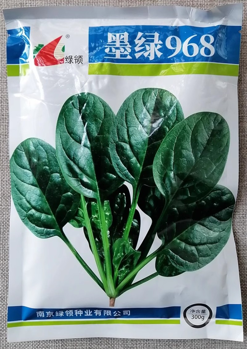 绿领墨绿968菠菜种子肉厚椭圆深墨绿色抗病春秋大叶菠菜种