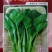 迟花80天菜心种子甜菜芯菜苔油绿晚熟大种80菜心种子