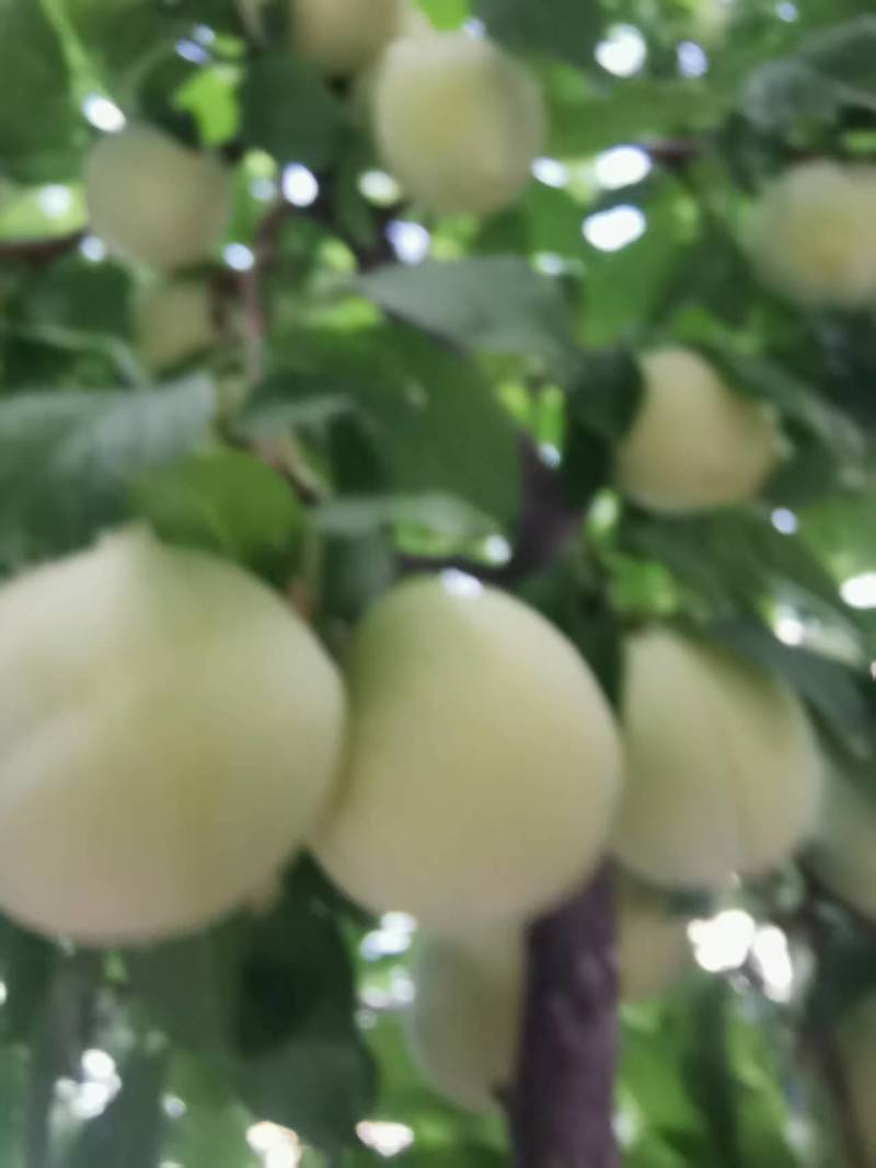 热卖—四川桃花李子脆甜可口量大从优对接各地区商超诚信经营