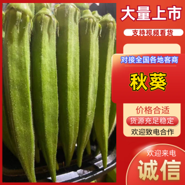 福建精品黄秋葵水果秋葵大量上市品质保障欢迎来电