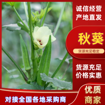 福建精品秋葵万亩产地货源充足欢迎各地客商来电咨询
