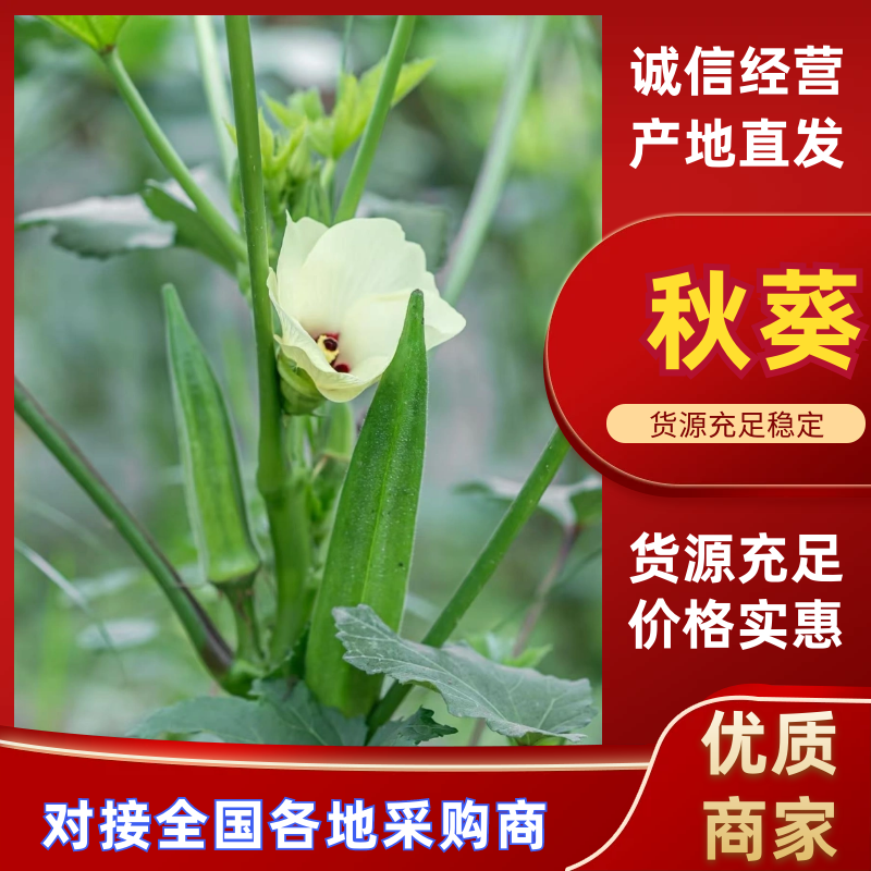 福建精品秋葵万亩产地货源充足欢迎各地客商来电咨询