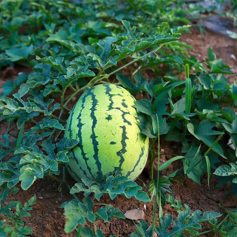 【牛商优选】宁夏硒砂瓜中卫硒砂瓜皮薄多汁甜度高包熟