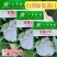 雪强50天花椰菜种子一代杂交花球圆整美观花球白