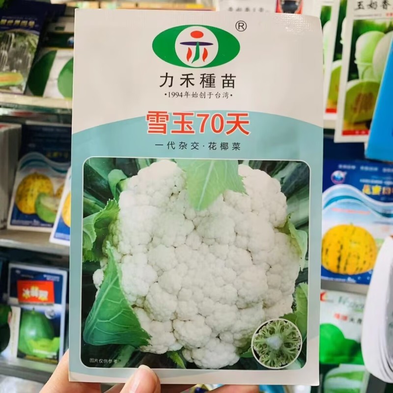 雪玉70天花椰菜种子杂交青梗松菜种子花球半松梗枝青绿