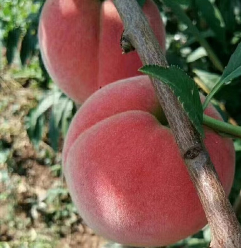 陕西大荔精品毛桃郑三毛桃产地直销货源充足欢迎咨询采购