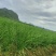 大叶韭菜南宁韭菜产地直发品质保障现割现发量大优惠