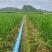 大叶韭菜南宁韭菜产地直发品质保障现割现发量大优惠