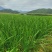 大叶韭菜南宁韭菜产地直发品质保障现割现发量大优惠