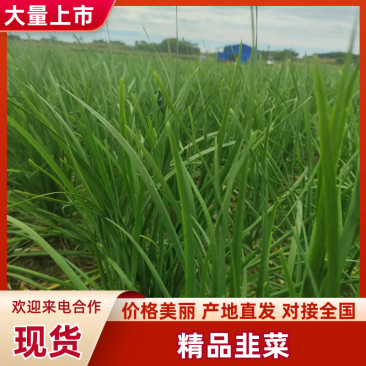 大叶韭菜南宁韭菜产地直发品质保障现割现发量大优惠