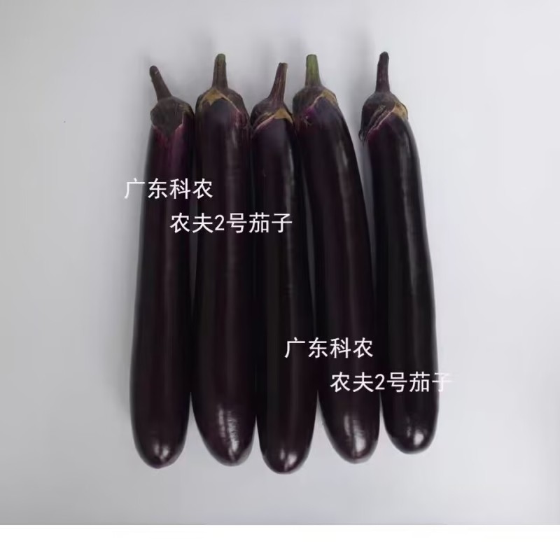 农夫2号3号长茄种子广东农科紫红长茄种子果皮深紫