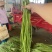 陕西洋县精品长豆角长条直色绿无虫眼无老现摘现发对接市场