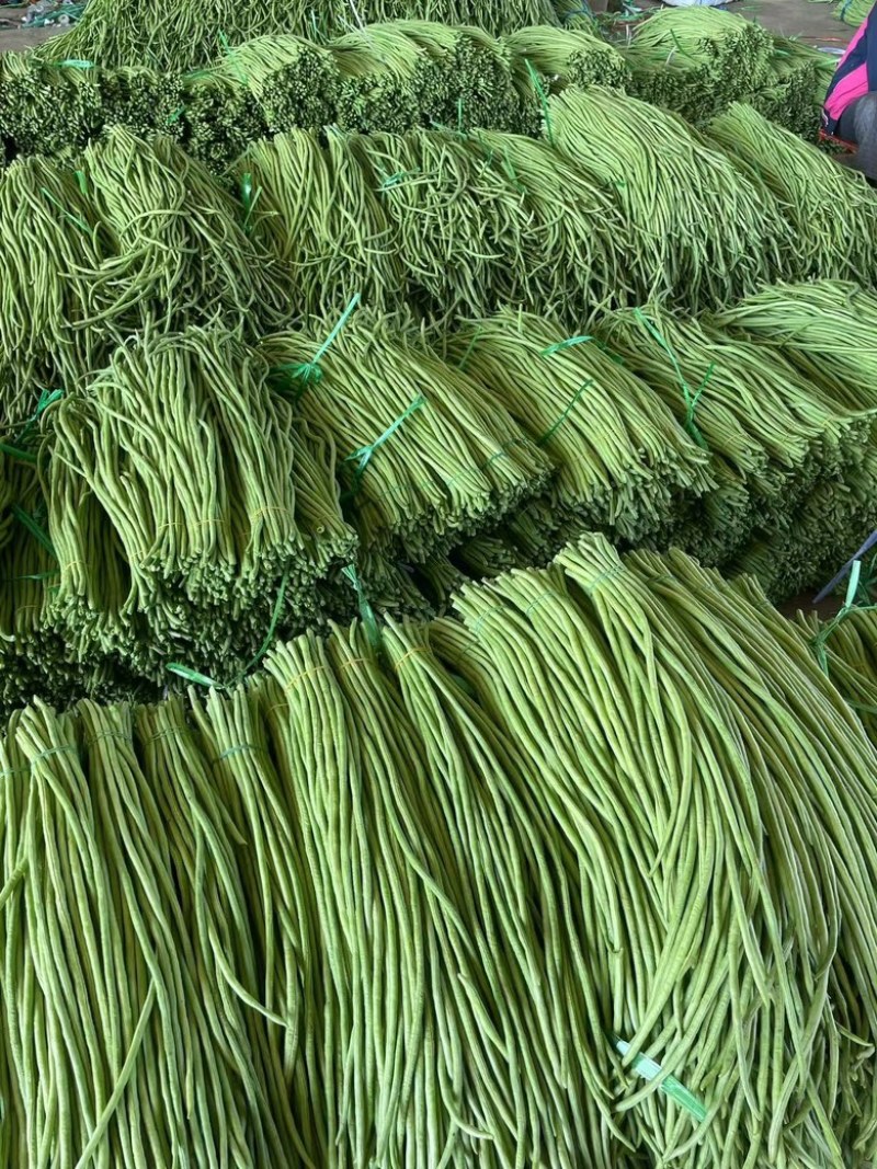 陕西洋县精品长豆角长条直色绿无虫眼无老现摘现发对接市场