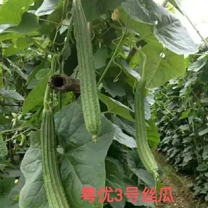 粤优3号花点丝瓜种子瓜身头尾匀称爽脆清甜