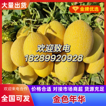 甘肃民勤精品哈密瓜金色年华黄皮瓜西周密17号