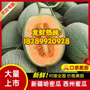 甘肃民勤哈密瓜西州蜜瓜17号.晓密25号大量出货