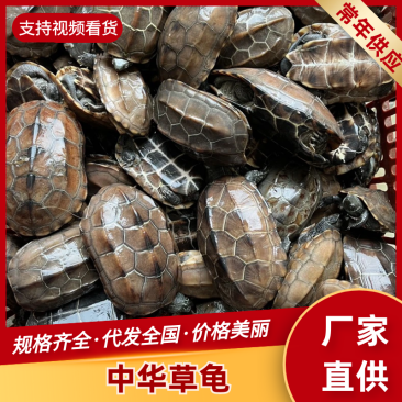 中华草龟公龟放生龟玩龟