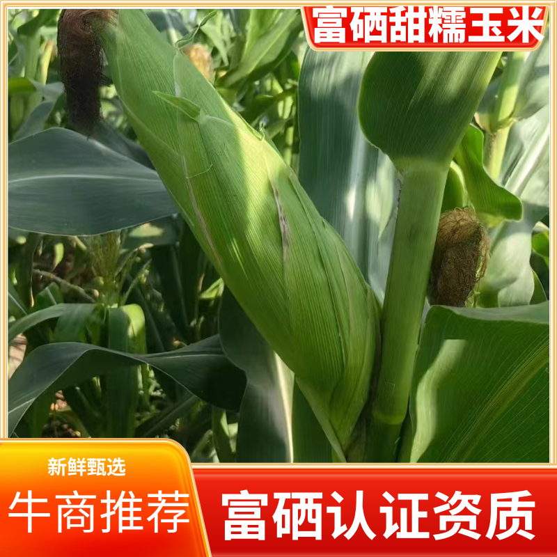 北京富硒爆浆晶珠甜糯玉米鲜玉米农场直发对接批发电商商超