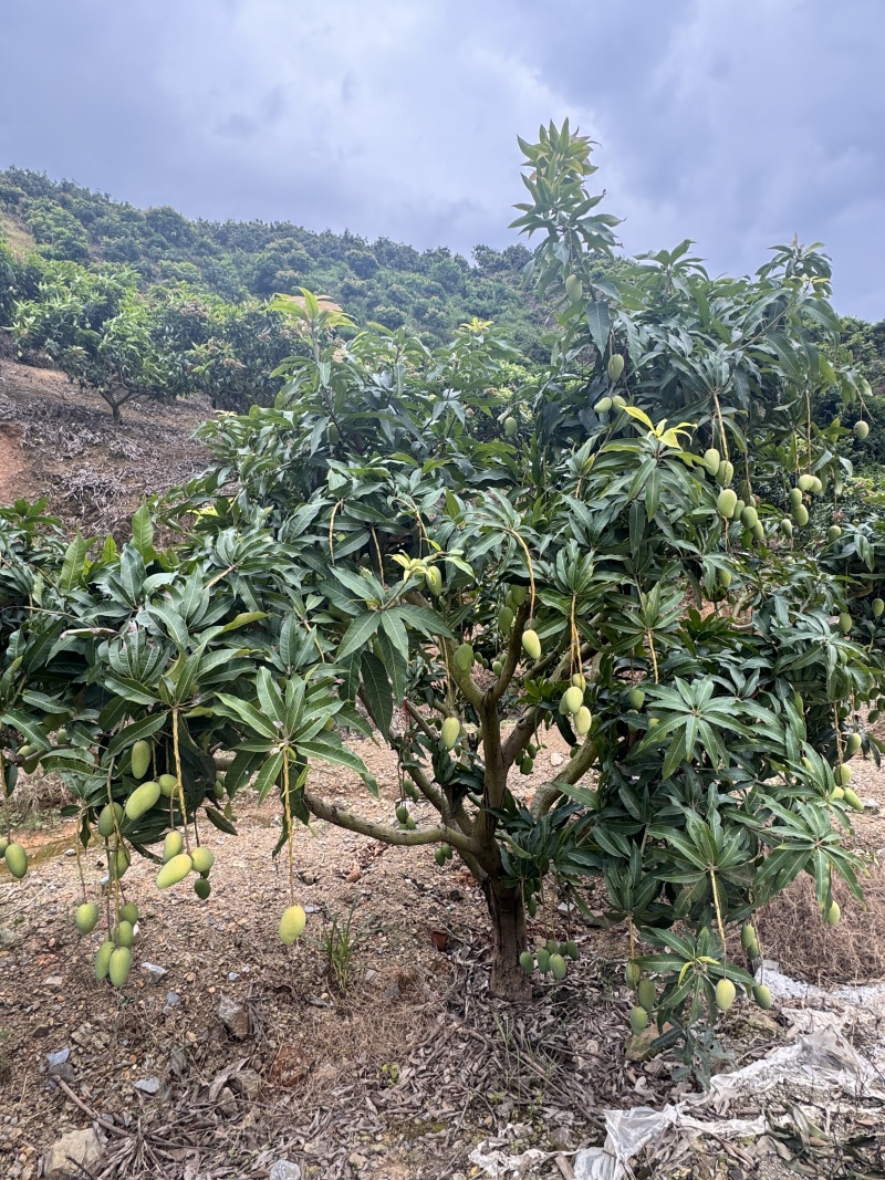 精选广西小台芒果小芒果广西芒果产地直发价格实惠欢迎联系
