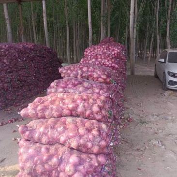 河北红皮洋葱产地一手货源全国发货欢迎随时联系