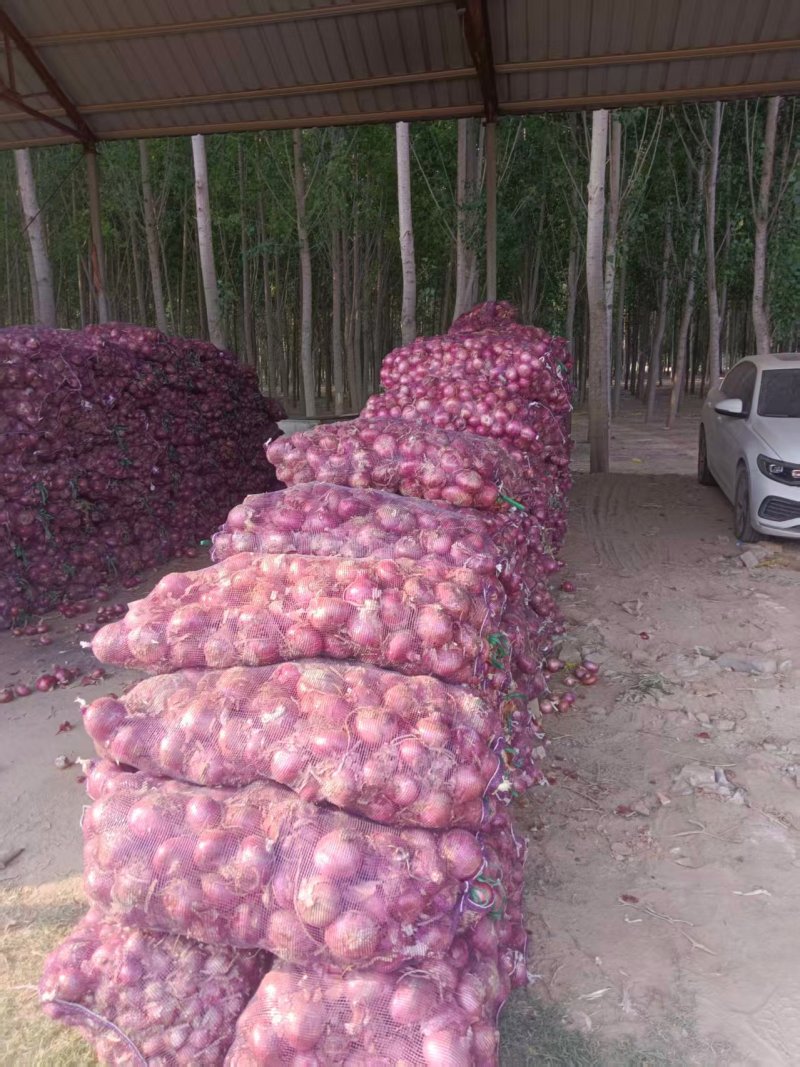 河北红皮洋葱产地一手货源全国发货欢迎随时联系