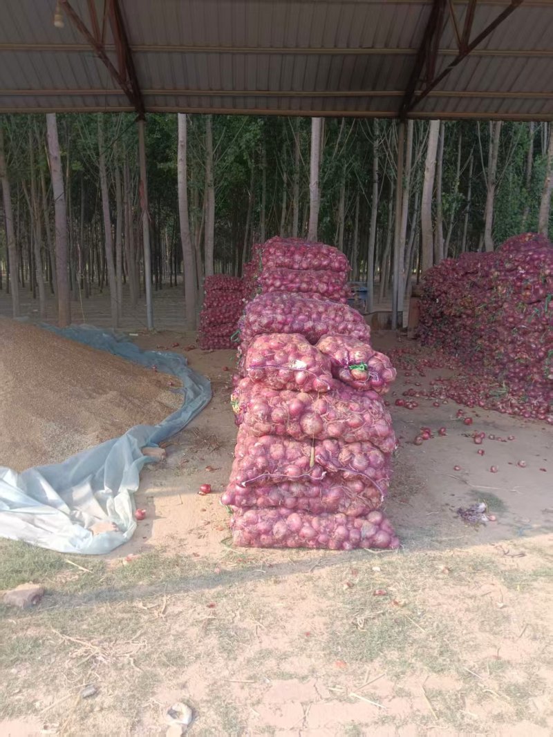 河北红皮洋葱产地一手货源全国发货欢迎随时联系