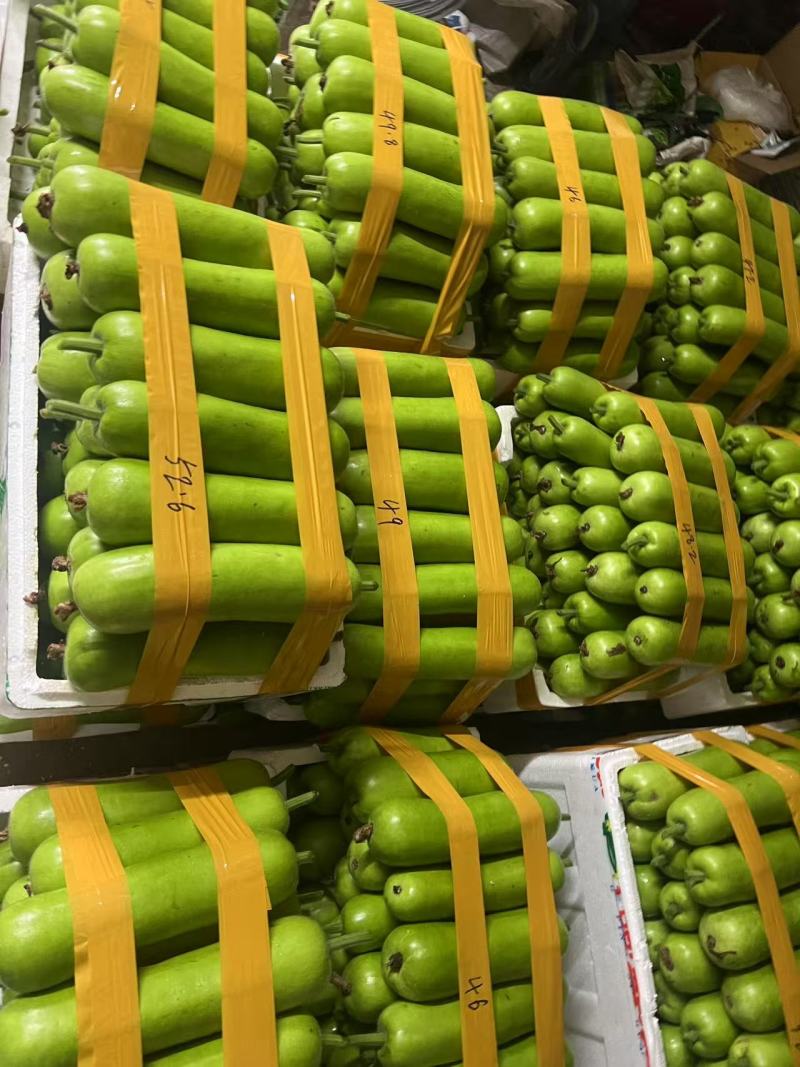 河北精品瓠子瓜产地一手货源价格优惠品质好现摘现发对接市场