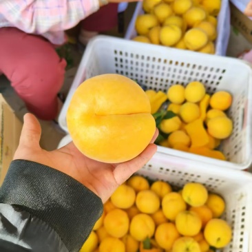 黄桃陕西黄桃大量现货供应，量大价优，对接电商市场批发商