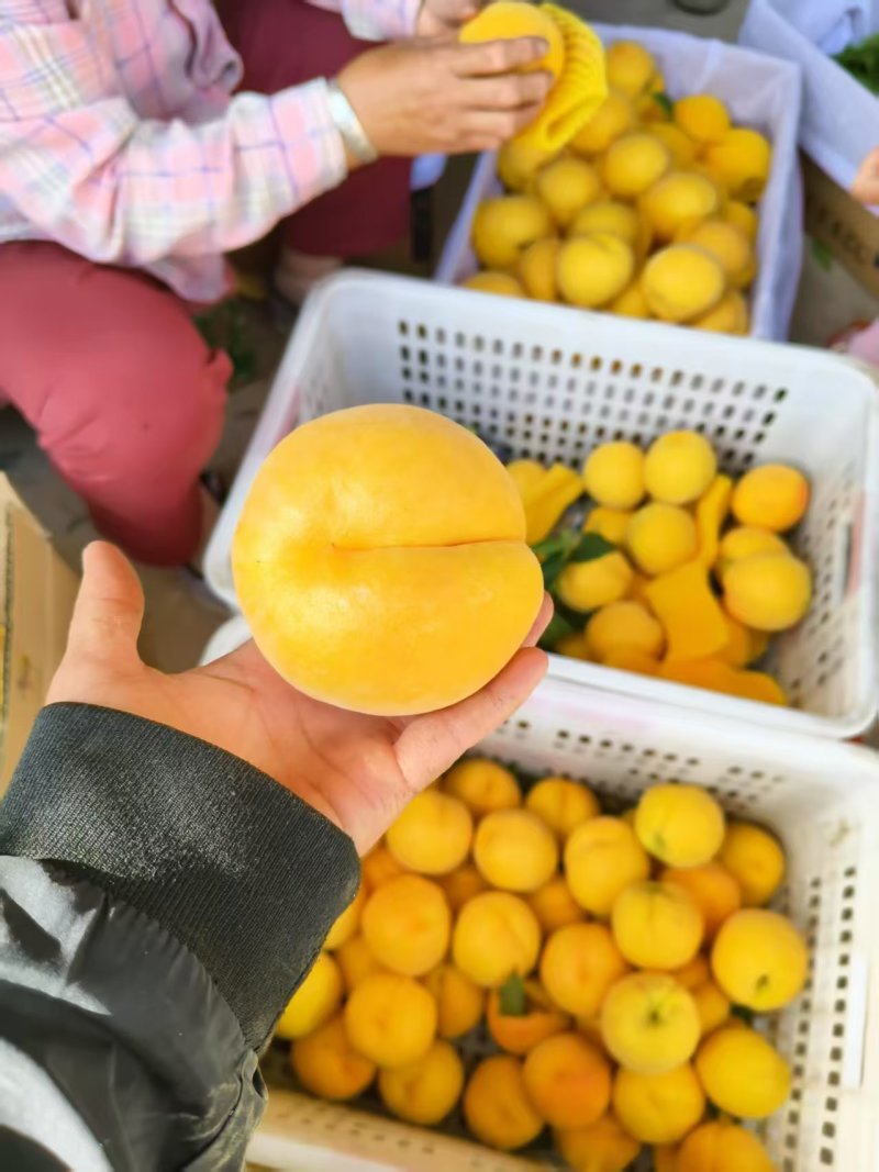 黄桃陕西黄桃大量现货供应，量大价优，对接电商市场批发商