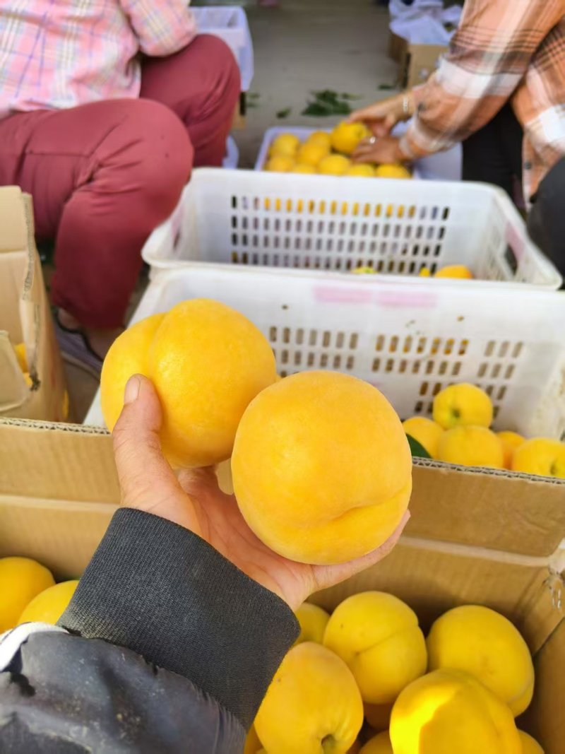 黄桃陕西黄桃大量现货供应，量大价优，对接电商市场批发商