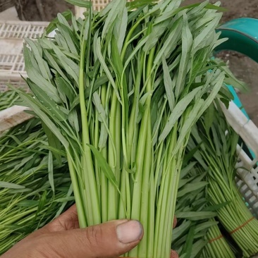 河北精品空心菜产地现货现发质量保证价格优惠对接全国市场