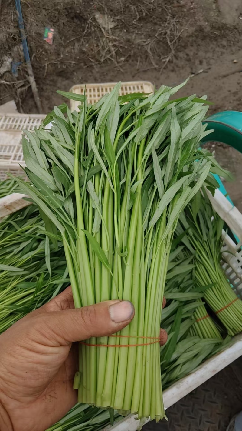 河北精品空心菜产地现货现发质量保证价格优惠对接全国市场