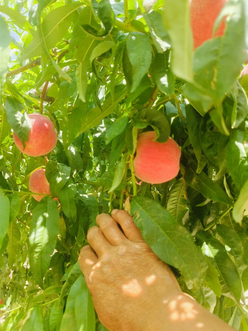 陕西咸阳突围水蜜桃大量现货供应，可视频看货代发全国