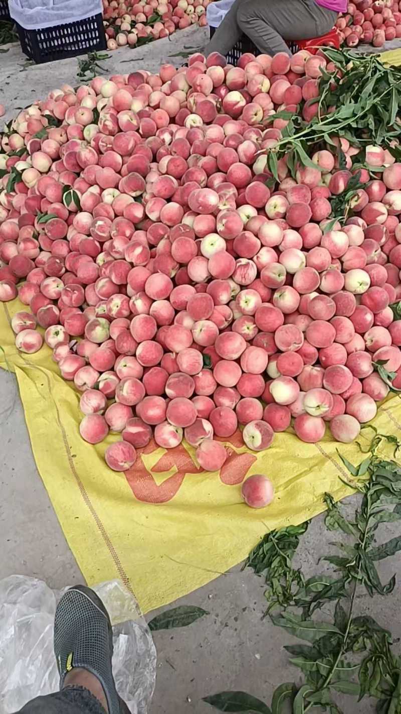 陕西咸阳突围水蜜桃大量现货供应，可视频看货代发全国