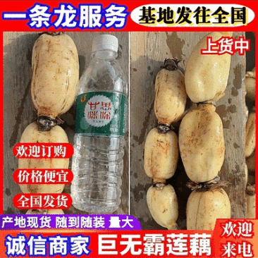 云南红河莲藕精品巨无霸莲藕货源充足全国发货
