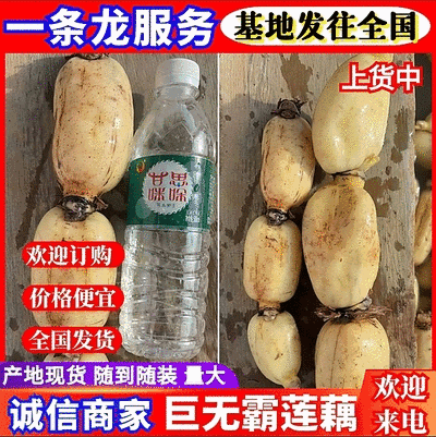 云南红河莲藕精品巨无霸莲藕货源充足全国发货