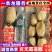云南红河莲藕精品巨无霸莲藕货源充足全国发货