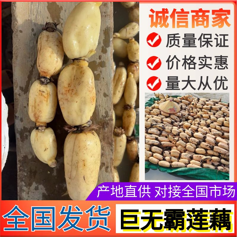 莲藕云南优质巨无霸莲藕产地直发一手货源保质保量