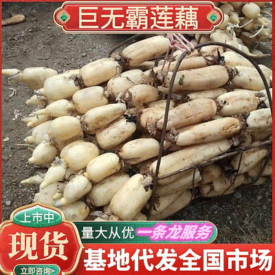 云南莲藕巨无霸莲藕大量上市中品质保证可视频看货