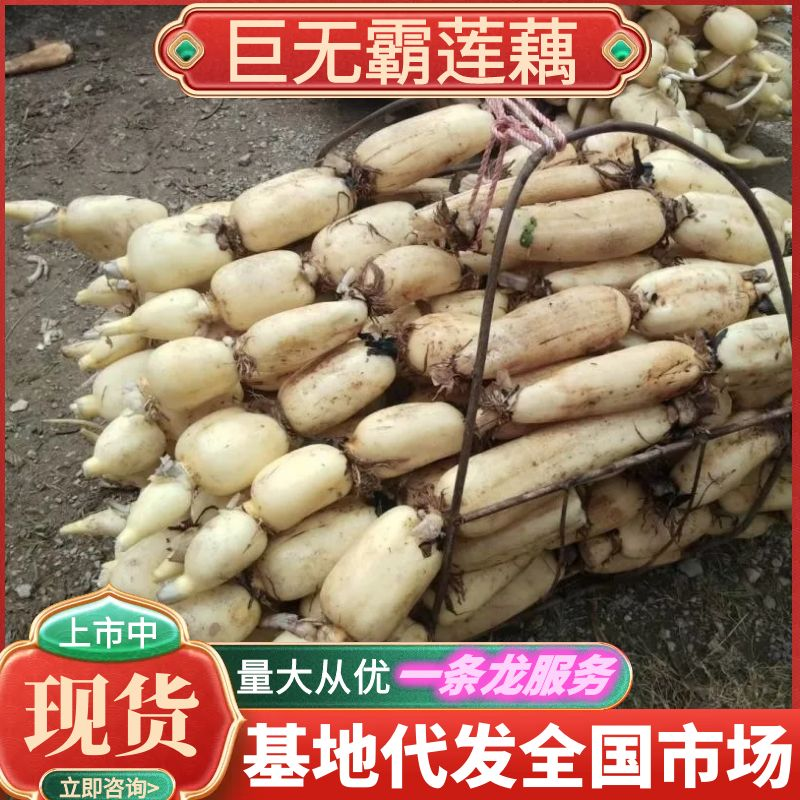 云南莲藕巨无霸莲藕大量上市中品质保证可视频看货