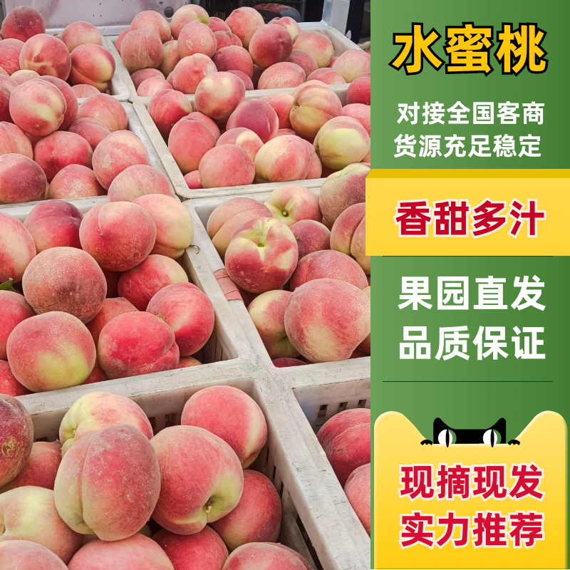 水蜜桃安徽砀山毛桃，量大价优，可视频看货欢迎电联代发全国