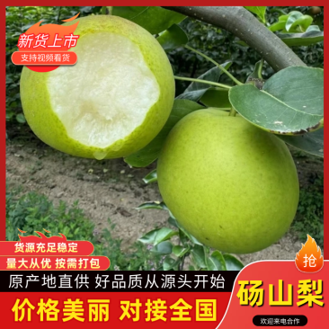 砀山酥梨酥脆1号产地一手货源，自家种植现摘现发，品质保证