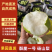 酥梨酥脆1号梨砀山梨大量供应，品种齐全，保质保量代发全国