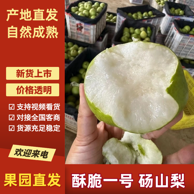 酥梨酥脆1号梨砀山梨大量供应，品种齐全，保质保量代发全国
