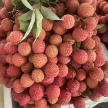 桂味荔枝产地直销量大质优价格优惠欢迎各大老板前来采购