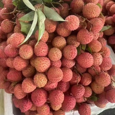桂味荔枝产地直销量大质优价格优惠欢迎各大老板前来采购